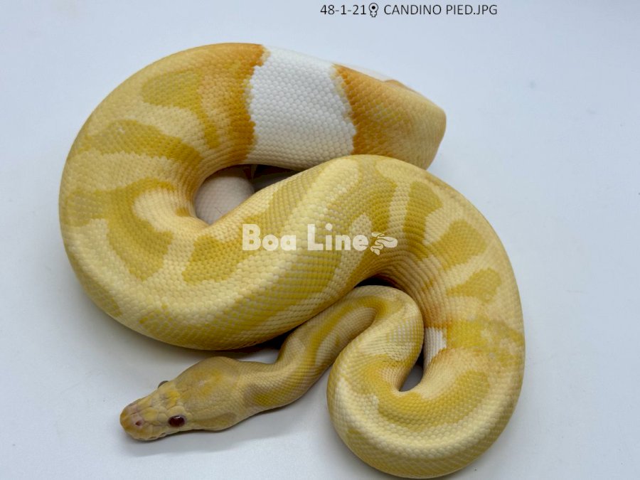 CANDINO PIED